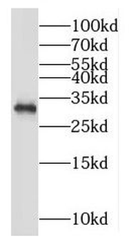 MORF4L2 Rabbit Polyclonal Antibody