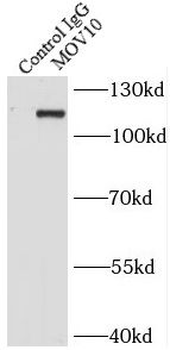 MOV10 Rabbit Polyclonal Antibody