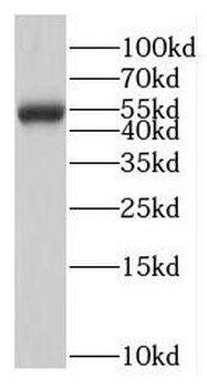 MPND Rabbit Polyclonal Antibody
