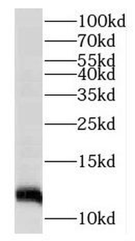 MRAP Rabbit Polyclonal Antibody