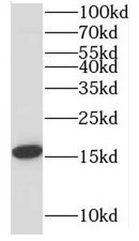 MRPL14 Rabbit Polyclonal Antibody