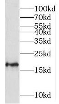 MRPL23 Antibody