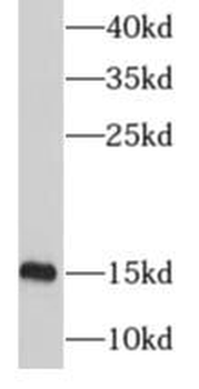 MRPS12 Rabbit Polyclonal Antibody