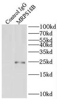 MRPS18B Rabbit Polyclonal Antibody