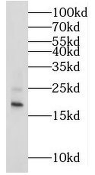 MRPS25 Antibody