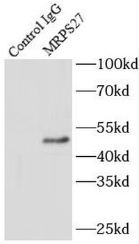 MRPS27 Rabbit Polyclonal Antibody