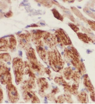 MRPS34 Rabbit Polyclonal Antibody