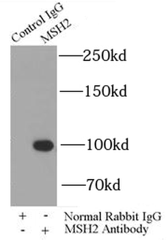 MSH2 Antibody