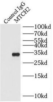 MTCH2 Antibody