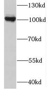 MTHFD1 Antibody