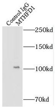 MTHFD1 Antibody