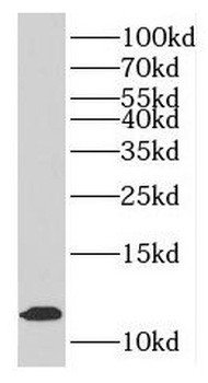 MTPN Rabbit Polyclonal Antibody