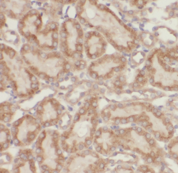MUL1 Antibody
