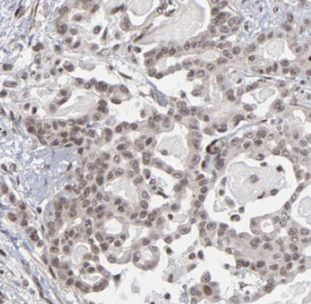 MYCBP Antibody