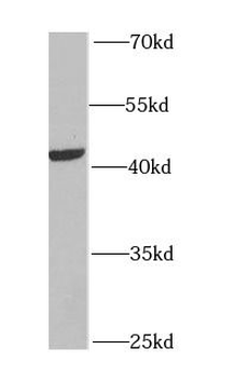 MYCN Antibody