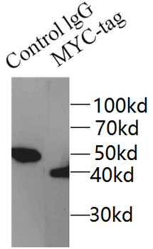 MYC-tag Antibody