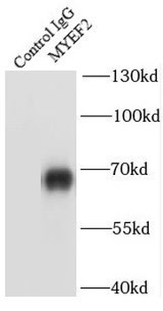 MYEF2 Antibody