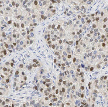 MYEF2 Antibody