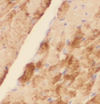 MYO1B Rabbit Polyclonal Antibody