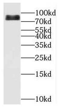 KAT7 Rabbit Polyclonal Antibody
