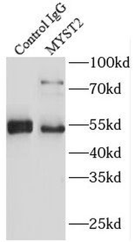 KAT7 Rabbit Polyclonal Antibody