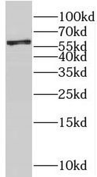 NAP1L1 Antibody