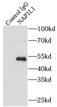 NAP1L1 Antibody