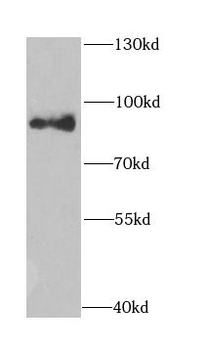 NASP Antibody