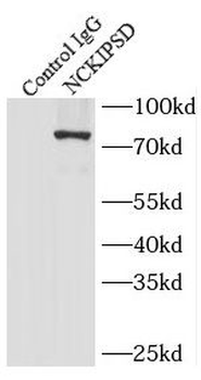 NCKIPSD Antibody