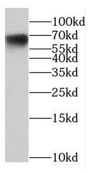 NCOA5 Rabbit Polyclonal Antibody