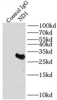 MT ND1 Rabbit Polyclonal Antibody