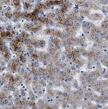 MT ND1 Rabbit Polyclonal Antibody