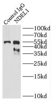 NDEL1 Rabbit Polyclonal Antibody