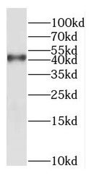 NDRG2 Antibody