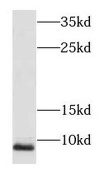 NDUFA3 Rabbit Polyclonal Antibody