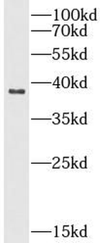 NDUFA9 Antibody