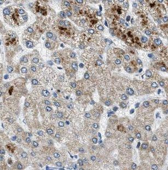NDUFAF2 Antibody