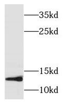 NDUFS6 Rabbit Polyclonal Antibody