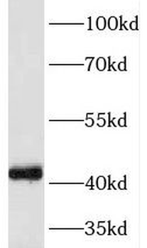 NECAB3 Antibody