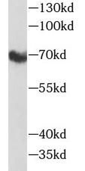 NECTIN2 Antibody