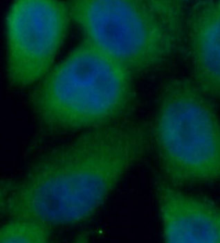 NEK2 Rabbit Polyclonal Antibody