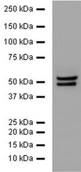 NeuN Antibody
