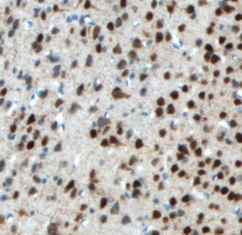 NeuN Antibody