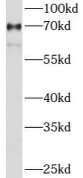 NFIA Rabbit Polyclonal Antibody