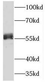 NFIL3 Rabbit Polyclonal Antibody