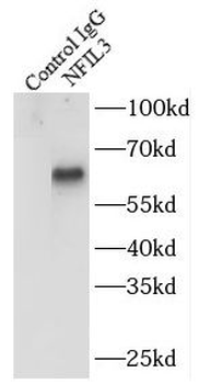 NFIL3 Rabbit Polyclonal Antibody