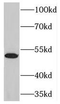 NFKBIE Rabbit Polyclonal Antibody