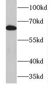 NFKBIZ Rabbit Polyclonal Antibody