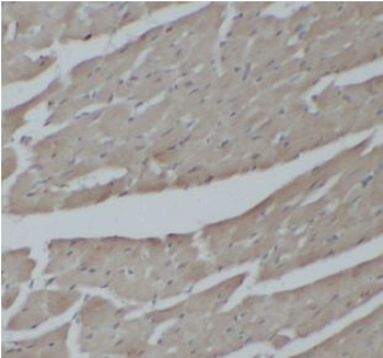 NFKBIZ Rabbit Polyclonal Antibody