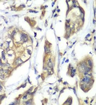 NFS1 Rabbit Polyclonal Antibody